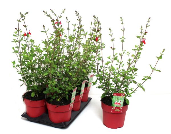 Salvia Greggii
