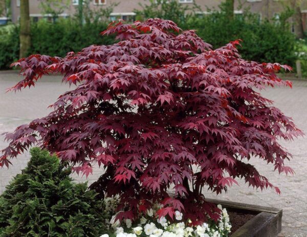 Acero palmato - "Acer palmatum" (Acero rosso giapponese)