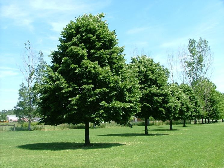 Tiglio - "Tilia platyphyllos"