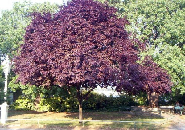 Prunus Pissardi "Prunus Cerasifera Pissardii"