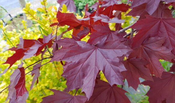 Acer platanoides "Crimson King"