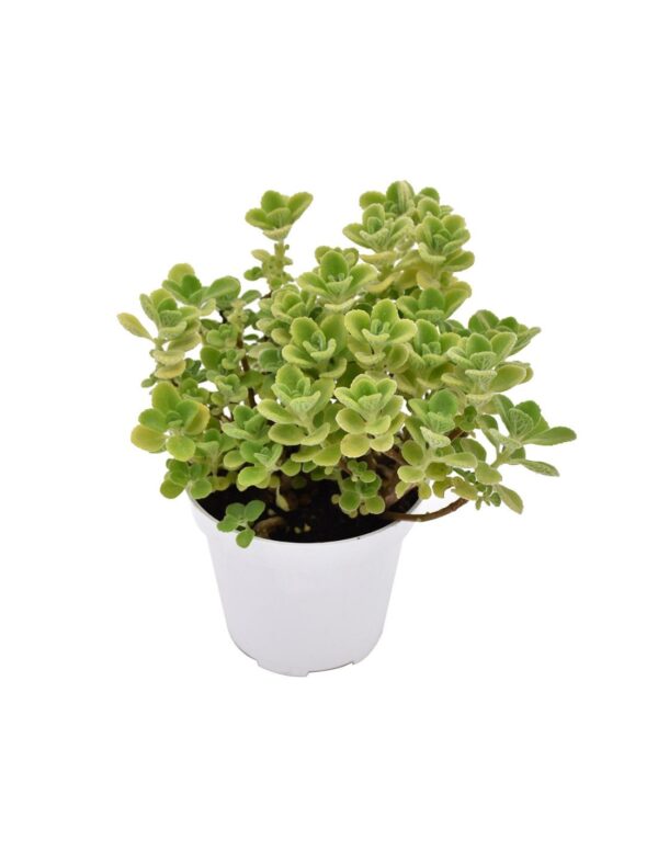 Origano Cubano - Pianta Aromatica Tropicale