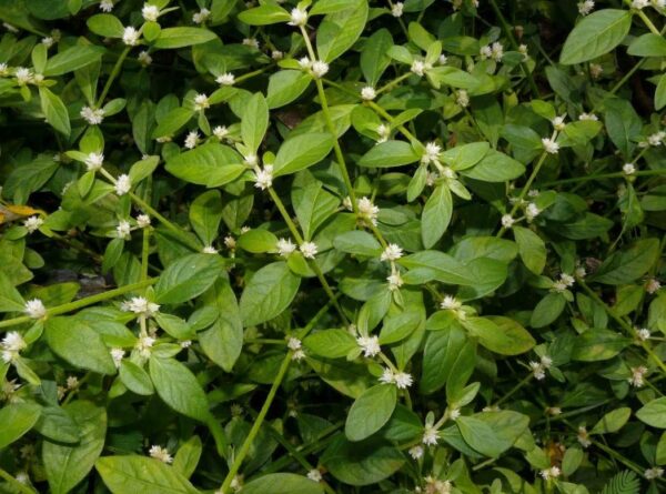 Alternanthera sessilis