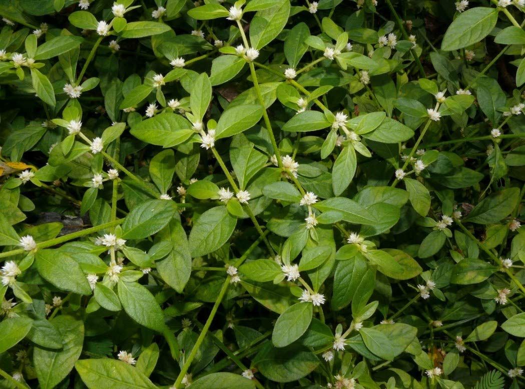 Alternanthera sessilis