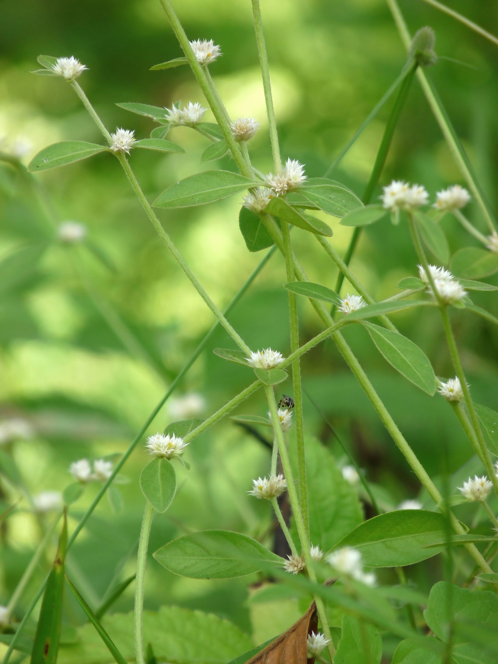 Alternanthera sessilis - immagine 2