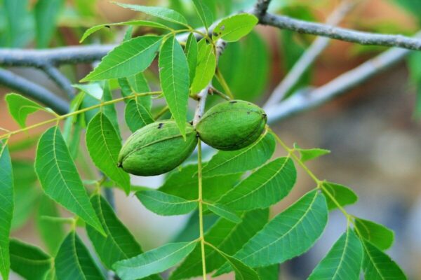 Noce Pecan - "Carya illinoinensis"