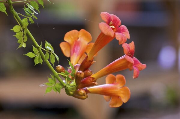 Bignonia