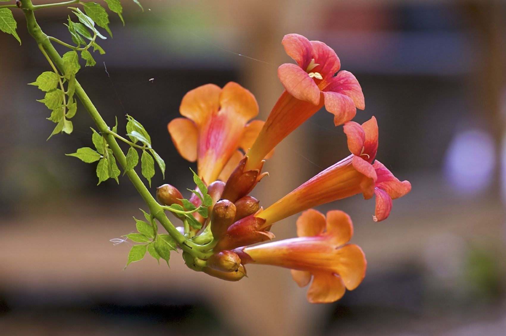 Bignonia