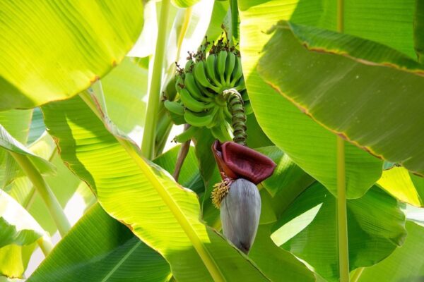 Musa "Banano"