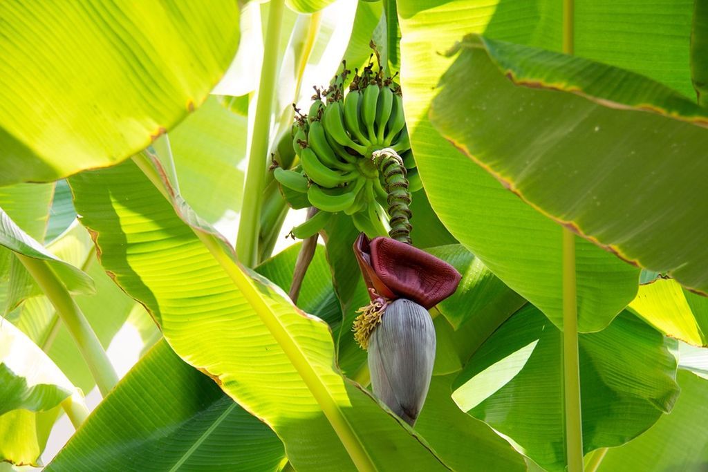 Musa "Banano"