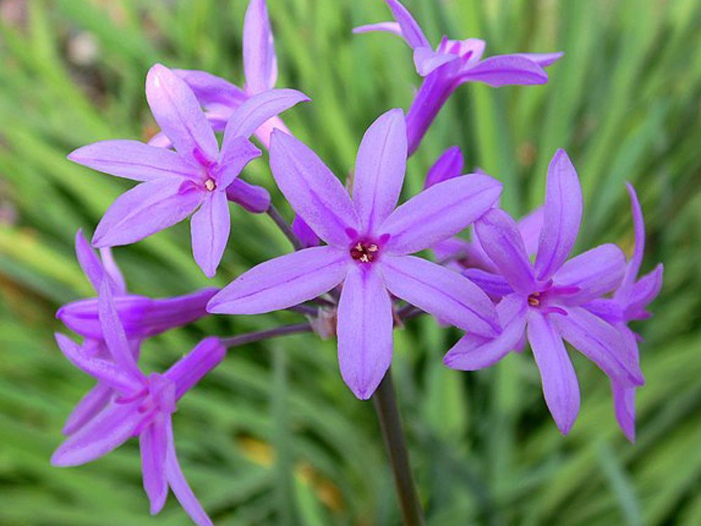 Tulbaghia violacea