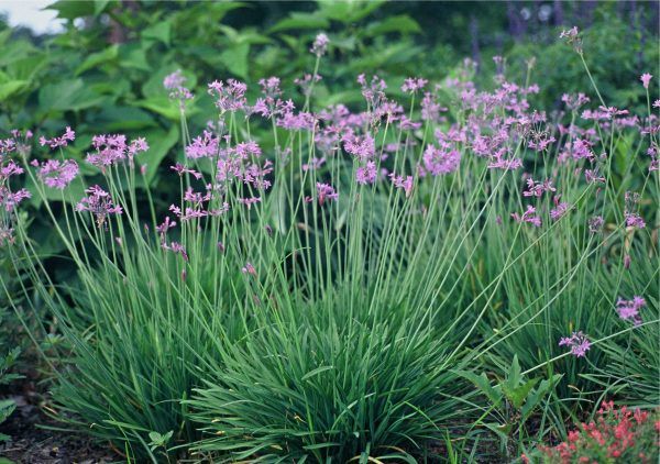Tulbaghia violacea - immagine 2