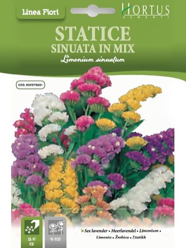 Statice Sinuata