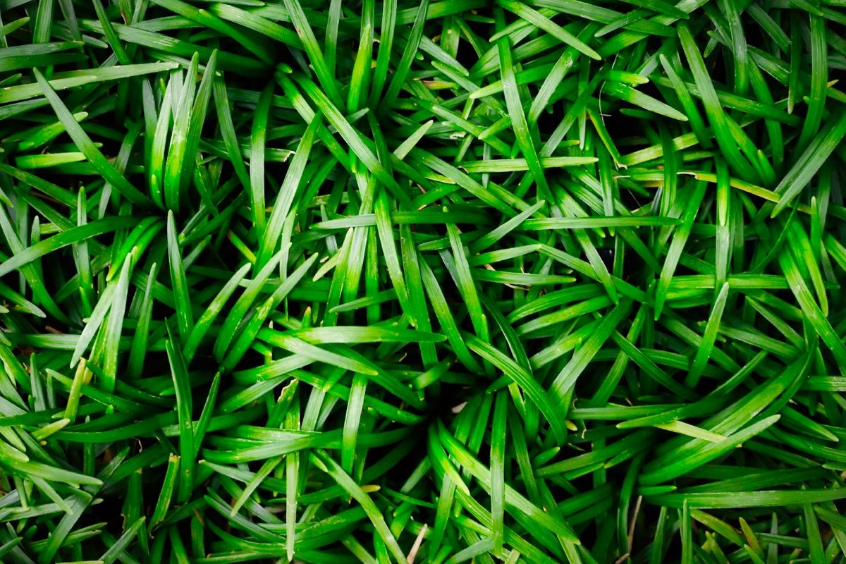Ophiopogon Japonicus Convallaria - "Convallaria japonica" - immagine 2