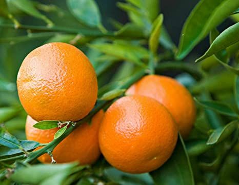 Mandarino Clementino "Citrus clementina"