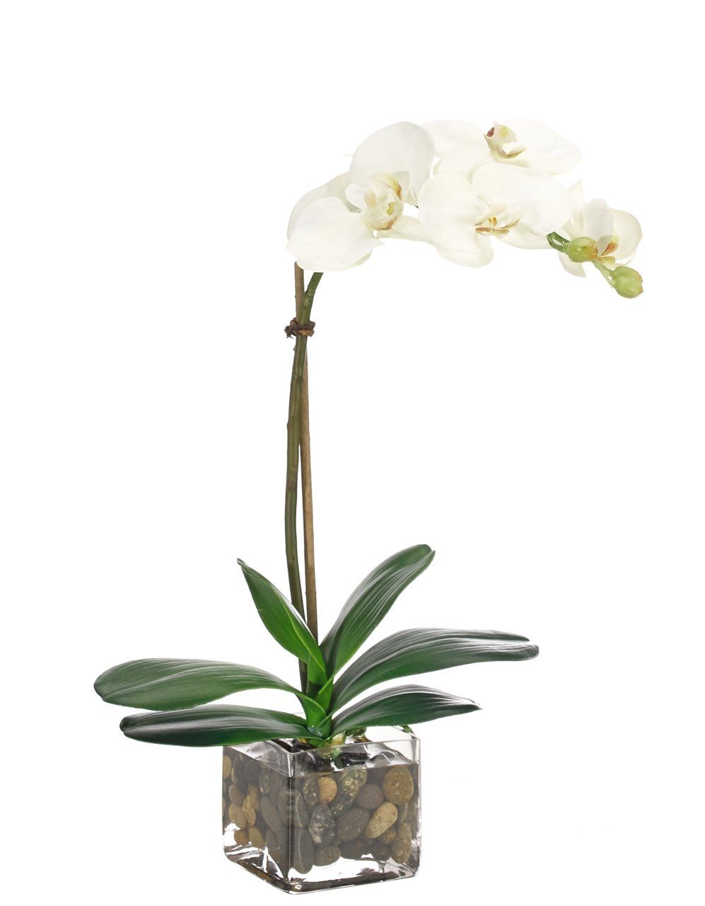 Vaso Trasparente orchidea/cymbidium - immagine 3