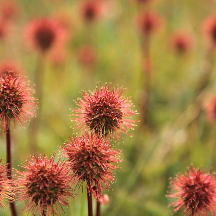 Acaena Microphylla "Kupferteppich" - immagine 2