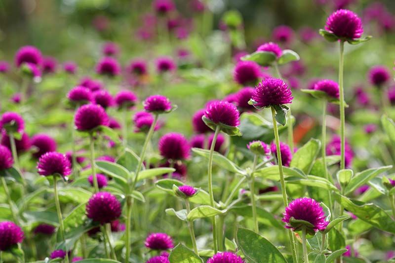 Gomphrena Globosa