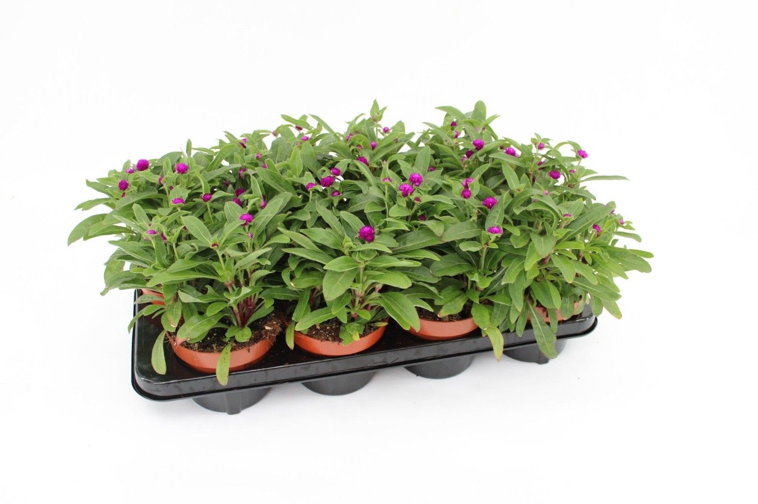 Gomphrena Globosa - immagine 2