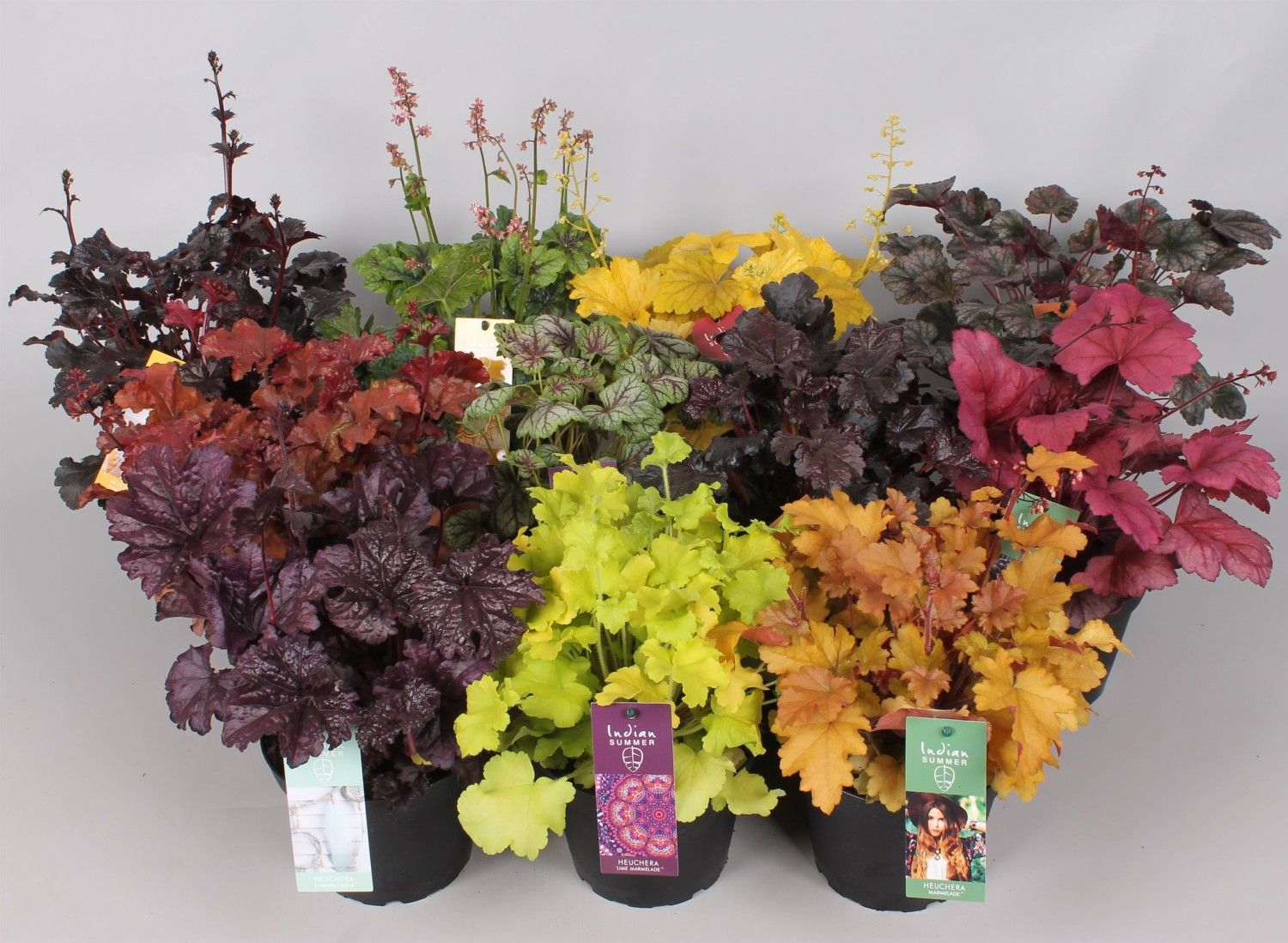 Heuchera Indian Summer