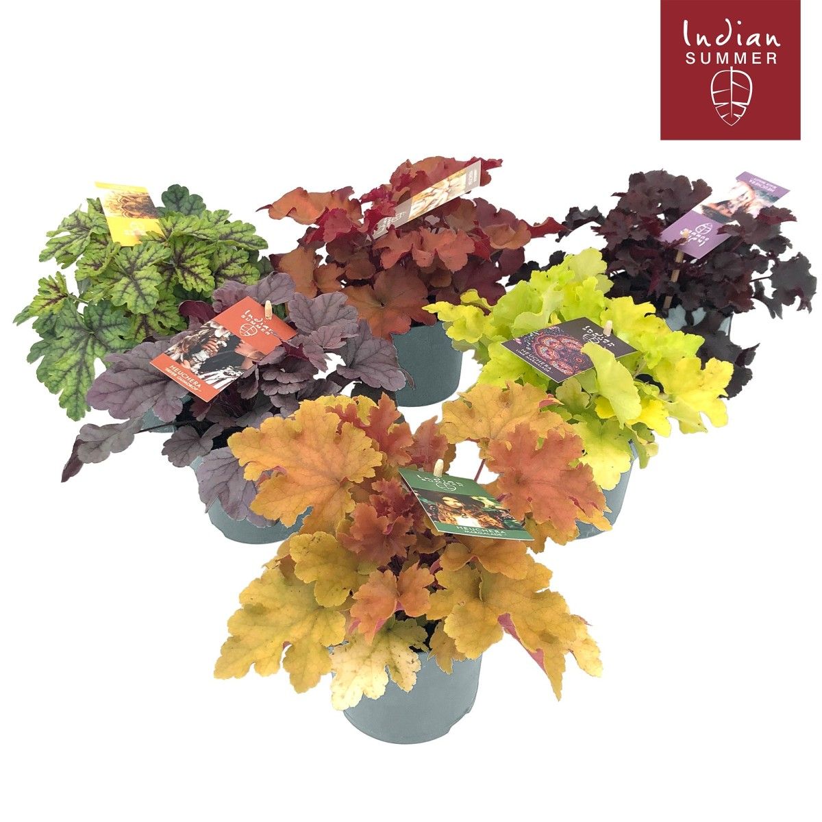 Heuchera Indian Summer - immagine 2