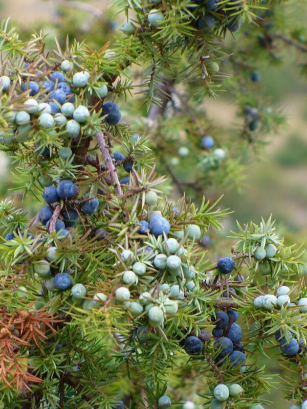 Ginepro - "Juniperus communis"
