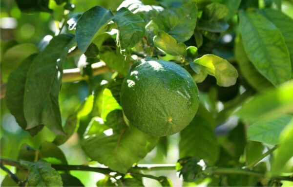 Bergamotto - "Citrus bergamia"