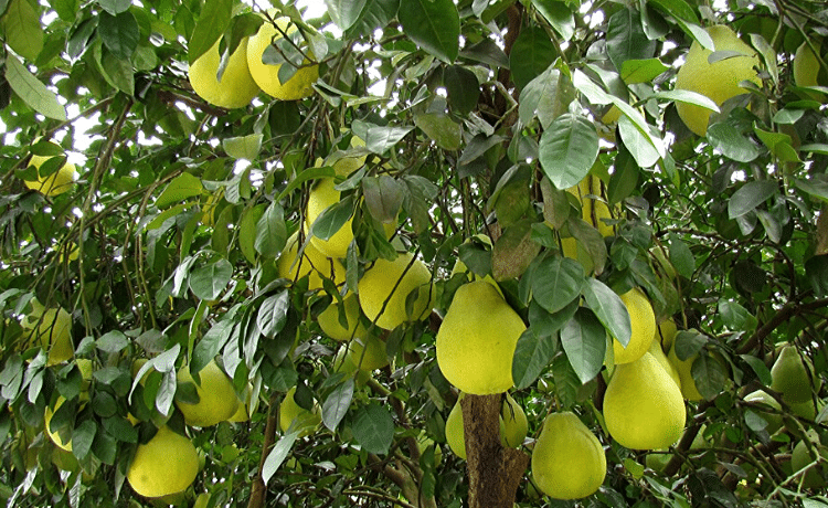 Pomelo "Citrus maxima" - immagine 2