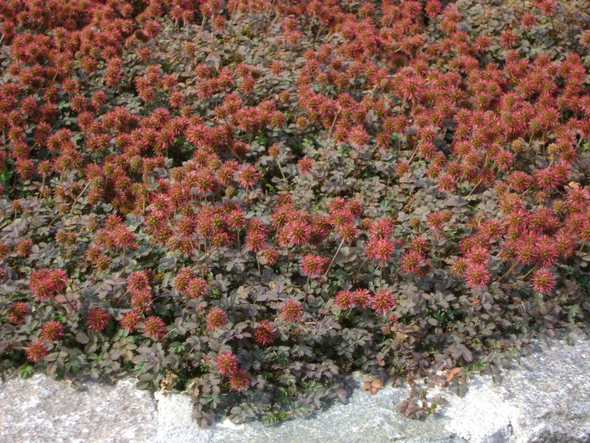Acaena Microphylla "Kupferteppich" - immagine 3