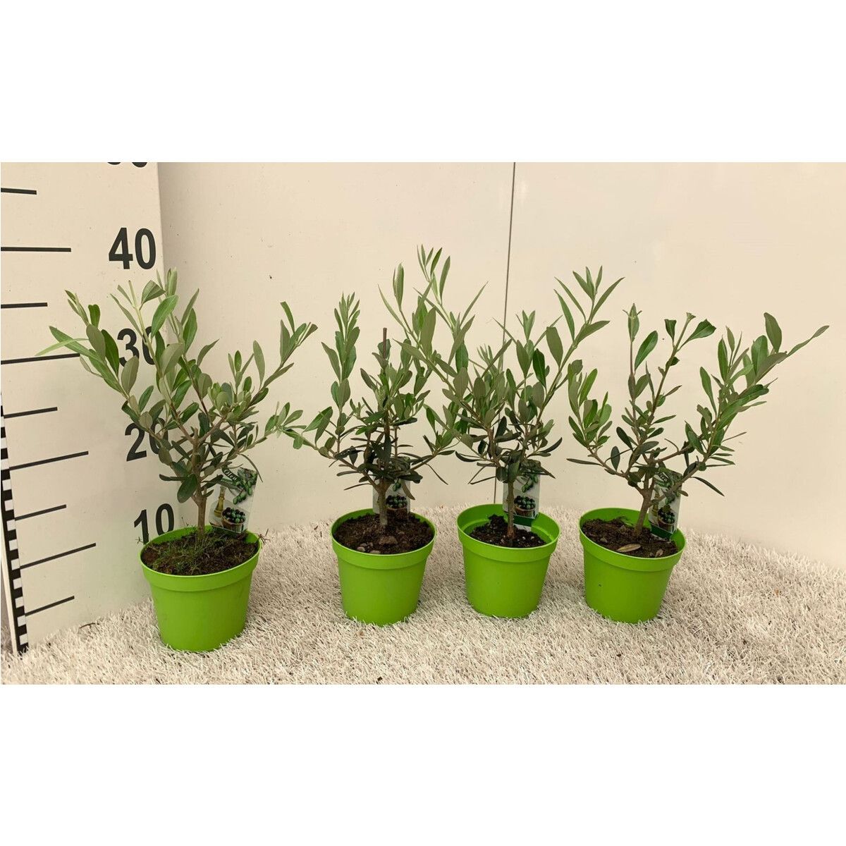Olivo Bonsai - "Olea europea"