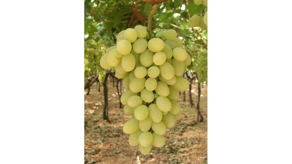 Vitis in VASO (Vitis vinifera)