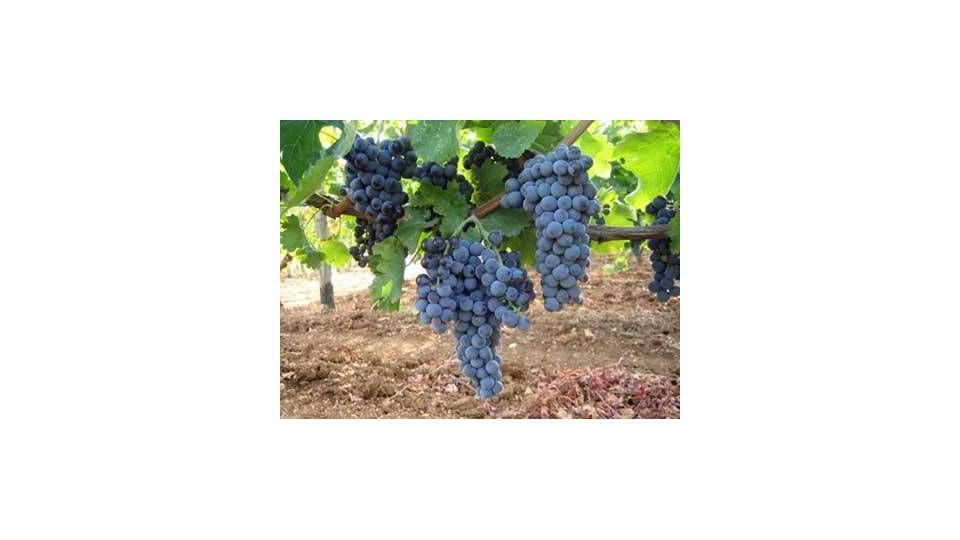 Vitis in VASO (Vitis vinifera) - immagine 2