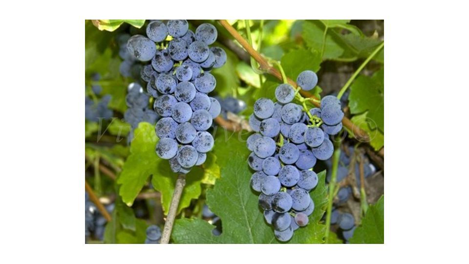 Vitis in VASO (Vitis vinifera) - immagine 3