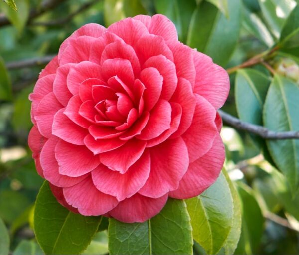 Camelia (Camellia)