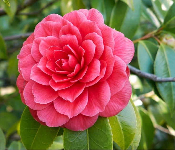 Camelia (Camellia)
