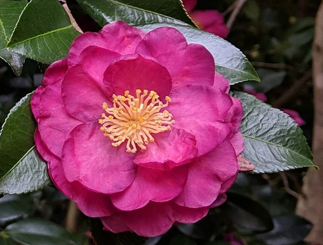 Camelia (Camellia) - immagine 2