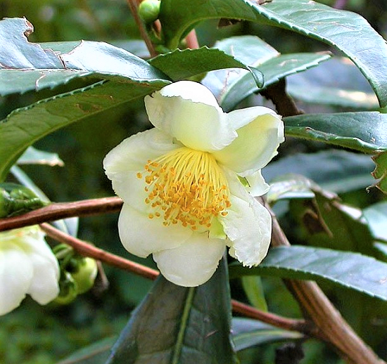 Camelia (Camellia) - immagine 3