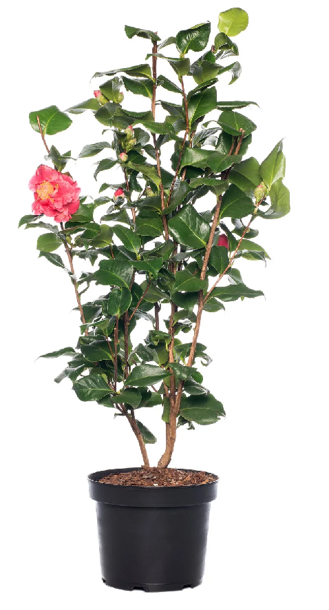 Camelia (Camellia) - immagine 4