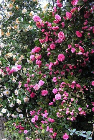 Camelia (Camellia) - immagine 5