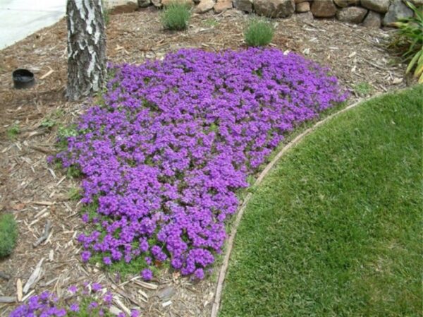 Verbena Pulchella