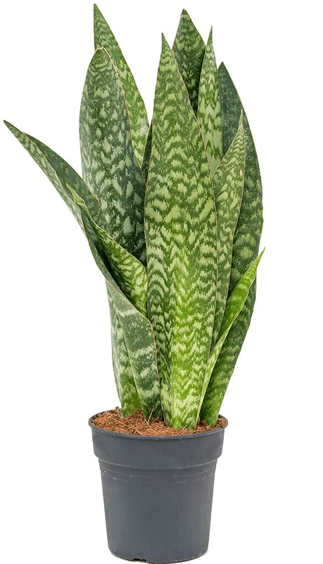 Sansevieria Aubrytiana "Lingua di Suocera"