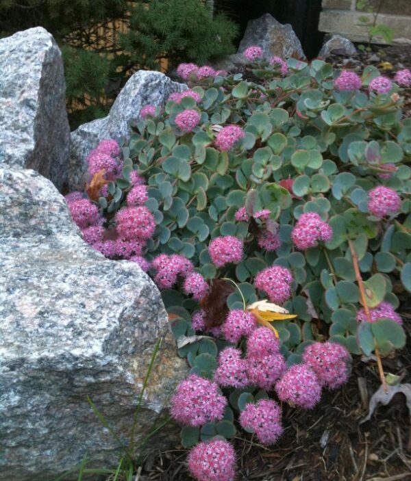 Sedum sieboldii  "Seta Giapponese - Erba Teresina"