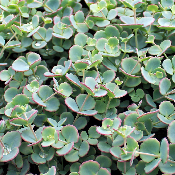 Sedum sieboldii "Seta Giapponese - Erba Teresina" - immagine 2