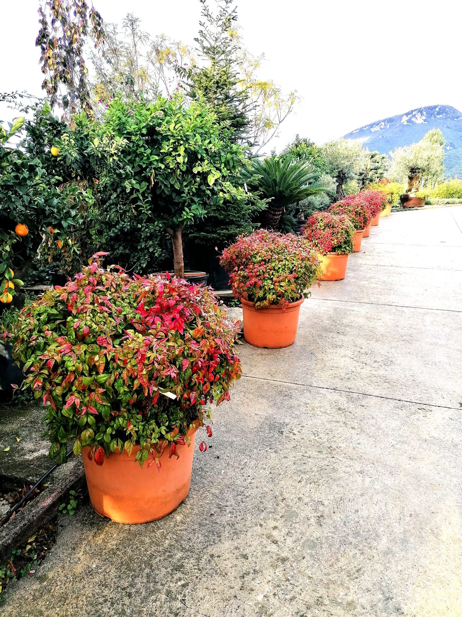 Nandina domestica Fire Power - immagine 2