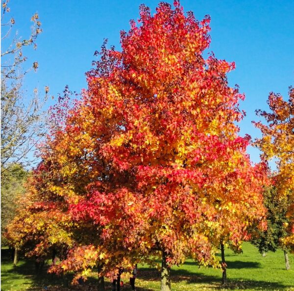 Liquidambar "Liquidambar styraciflua"