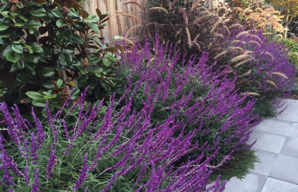 Salvia Leucantha "Sage leucantha"