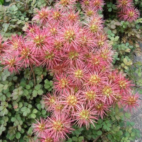 Acaena Microphylla "Kupferteppich" - immagine 4