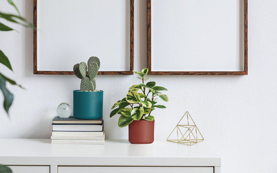 Ono Greener coprivaso ecosostenibile - immagine 4