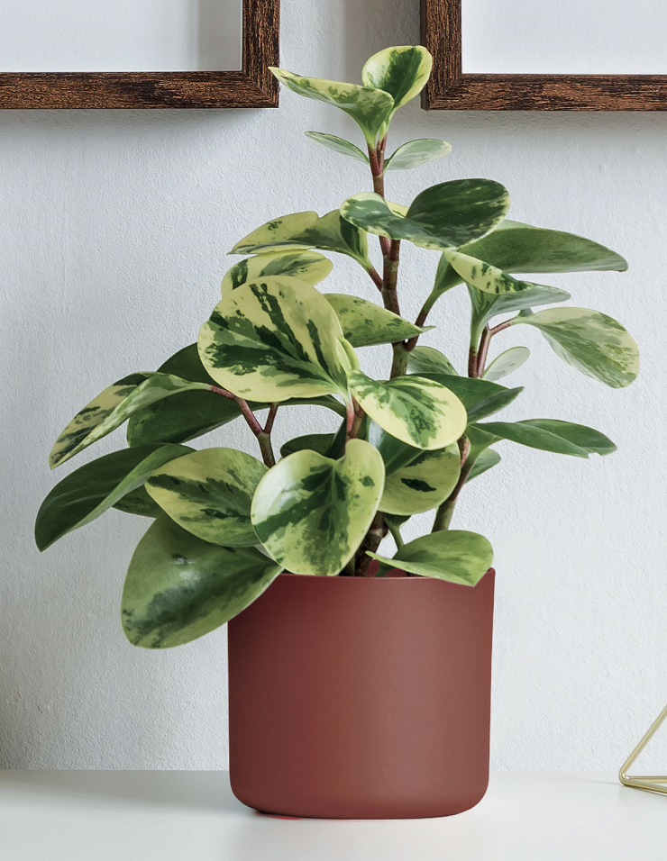 Ono Greener coprivaso ecosostenibile - immagine 9