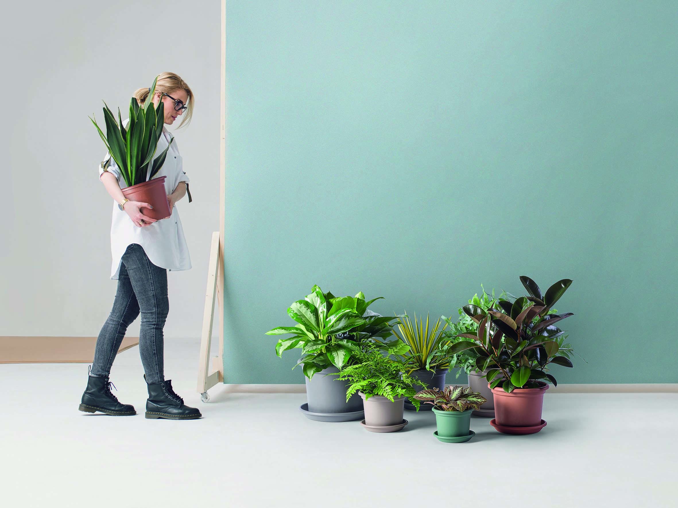 Vaso Guia Greener
